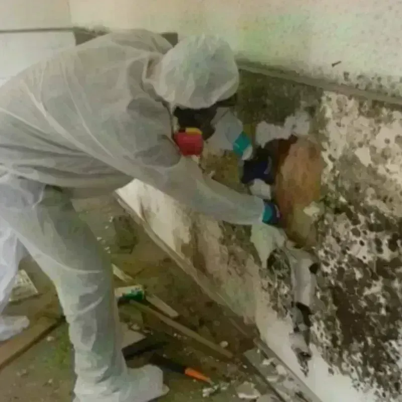 Mold Remediation and Removal in Buckeye, AZ